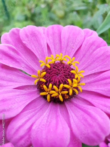 dahlia flower