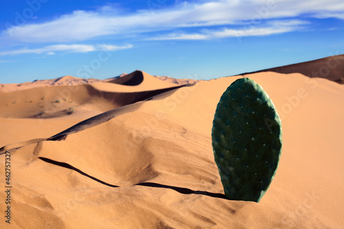 Morocco, Sahara, Merzouga, Erg Chebbi, cactus leaf in desert dune photo
