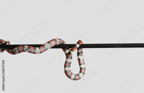Red king snake on light bac...