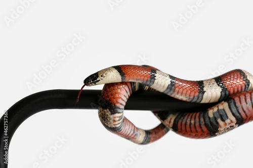 Red king snake on light bac...