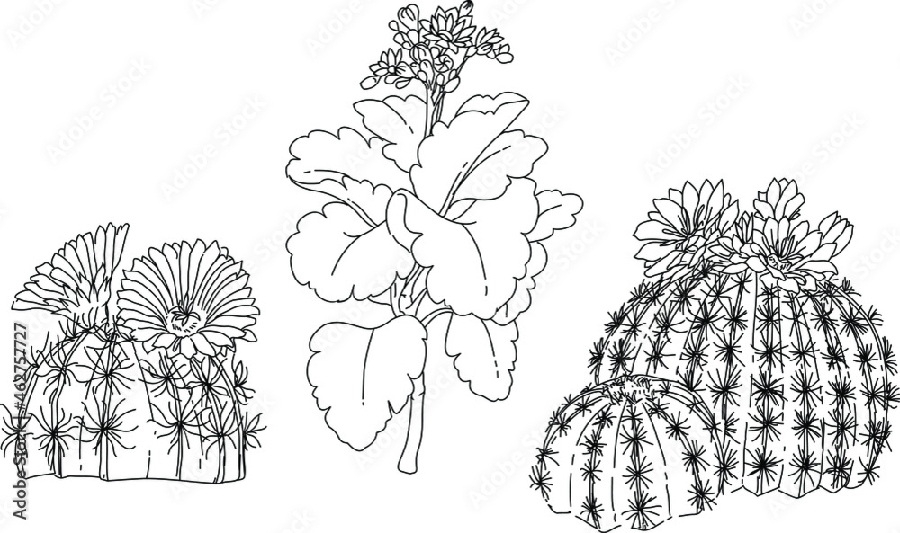 Black and white hand drawn sketch of a cactus plant element Stock ...