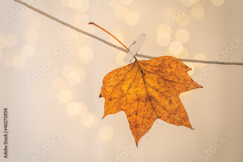 Maple leaf drying on clothesline photo