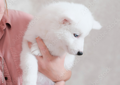 woman holding yakutian laika puppy while he looking aside. white dog on female hands. partial view. pet friends and care for domestic animals. © Yulia Panova