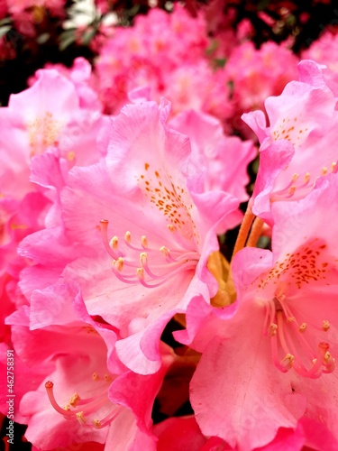 pink rose petals