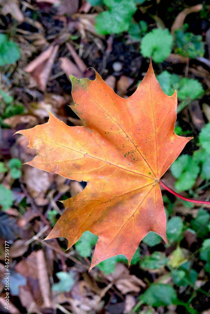 Germany, Saxony, Fallen maple leaf in autumn Germany, Saxony, Fallen maple leaf in autumn