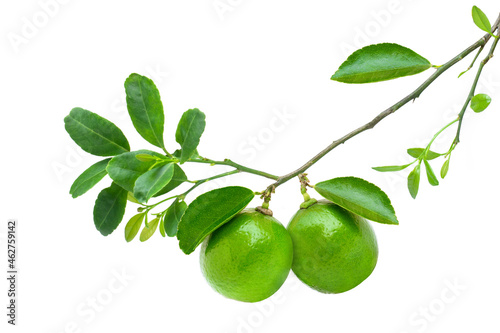 Wallpaper Mural Fresh green limes on  branch with leaves Isolated on white background Torontodigital.ca