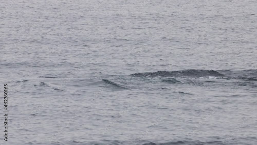 Whale tail on whale watching cruise excursion tour activity from Victoria, Vancouver Island, British Columbia. Humpback whale fluking showing fluke diving in sea. Closeup wildlife photography Whale tail on whale watching cruise excursion tour activity from Victoria, Vancouver Island, British Columbia. Humpback whale fluking showing fluke diving in sea. Closeup wildlife photography