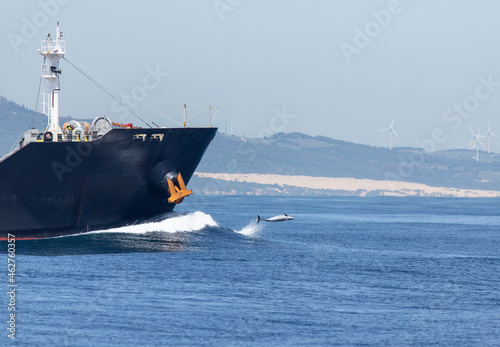 Spain, Tarifa, Cargo ship and bottlenose dolphin surfing the bow wave photo