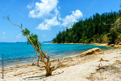 Australia, Queensland, Whitsunday Island, landscape with tree on the beach photo