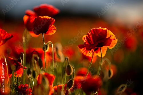 Red poppies in field at sunset photo