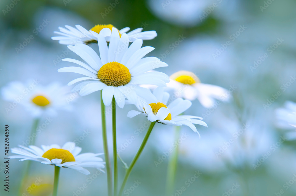 Oxeye daisies in bloom