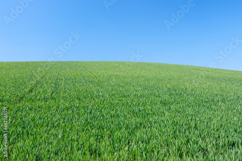 Spain, Andalusia, view to green wheat field in front of blue sky