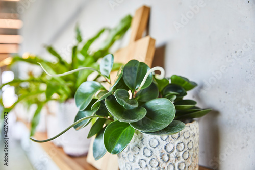 Close-up of potted plant