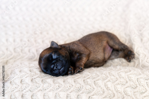 The little puppy squints, closes his eyes and wants to sleep. Newborn. High quality photo