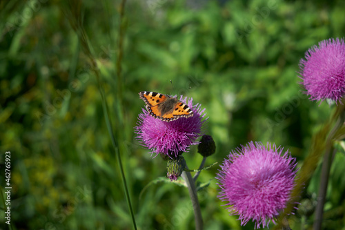 Small tortoiseshell (Aglais urticae) perching on plumeless thistle (Carduus defloratus)