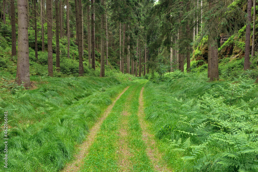 Germany, Saxony, Elbe Sandstone Mountains, dirt road in a forest Germany, Saxony, Elbe Sandstone Mountains, dirt road in a forest