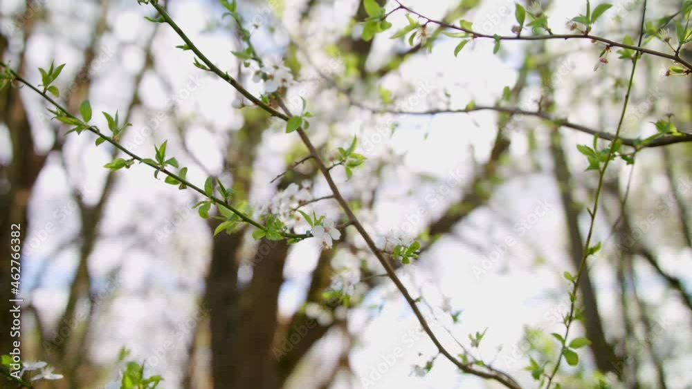 Medium wide shot of a cherry tree branches with white blossom swaying in the wind, bright sunny day. Medium wide shot of a cherry tree branches with white blossom swaying in the wind, bright sunny day.