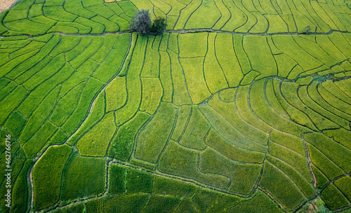 Green rice fields and farming high angle view