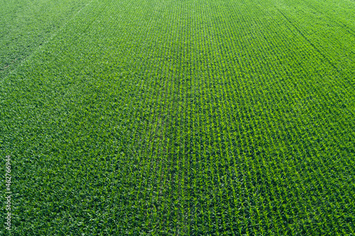 Germany, Bavaria, Drone view of vast green cornfield in summer