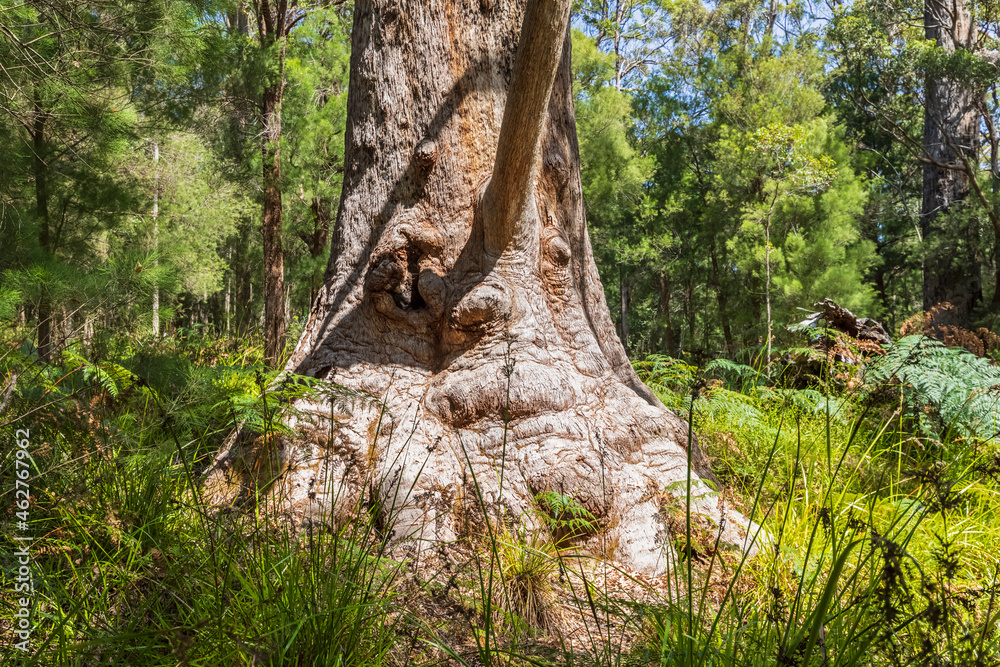 Grandma Tingle (Eucalyptus jacksonii) growing in Walpole-Nornalup National Park Grandma Tingle (Eucalyptus jacksonii) growing in Walpole-Nornalup National Park