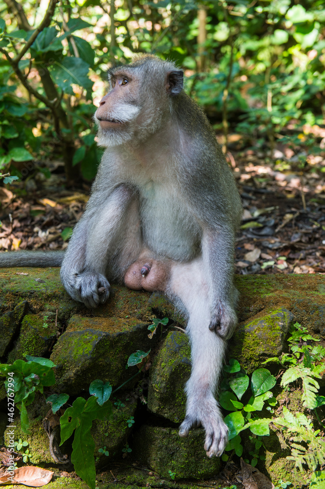 Indonesia, Bali, Long-tailed macaque, Macaca fascicularis Indonesia, Bali, Long-tailed macaque, Macaca fascicularis