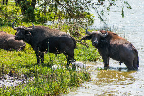 Africa, Uganda, Cape buffaloes, Syncerus caffer, Queen Elizabeth National Park