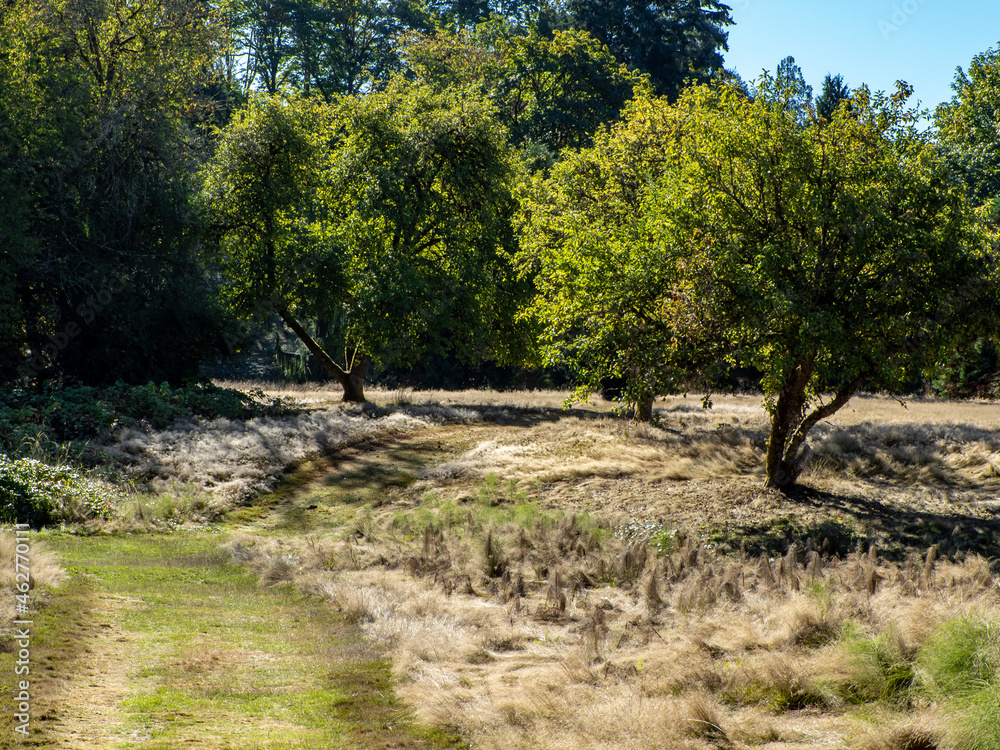 Fototapeta premium Photo from Bothell, Washington
