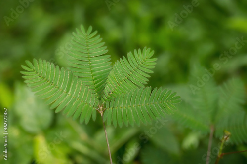 Mimosa pudica also called sensitive plant, sleepy plant, action plant, touch-me-not, shameplant