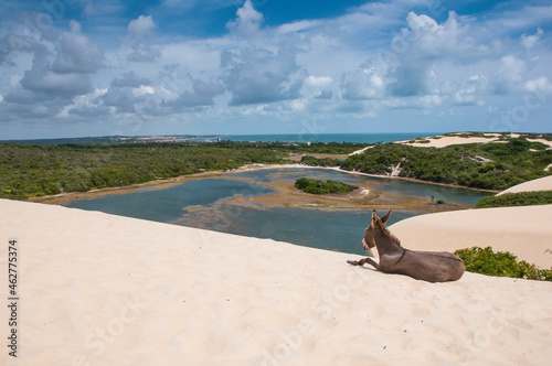 Donkey lying on famous sand dunes of Natal, Rio Grande do Norte photo