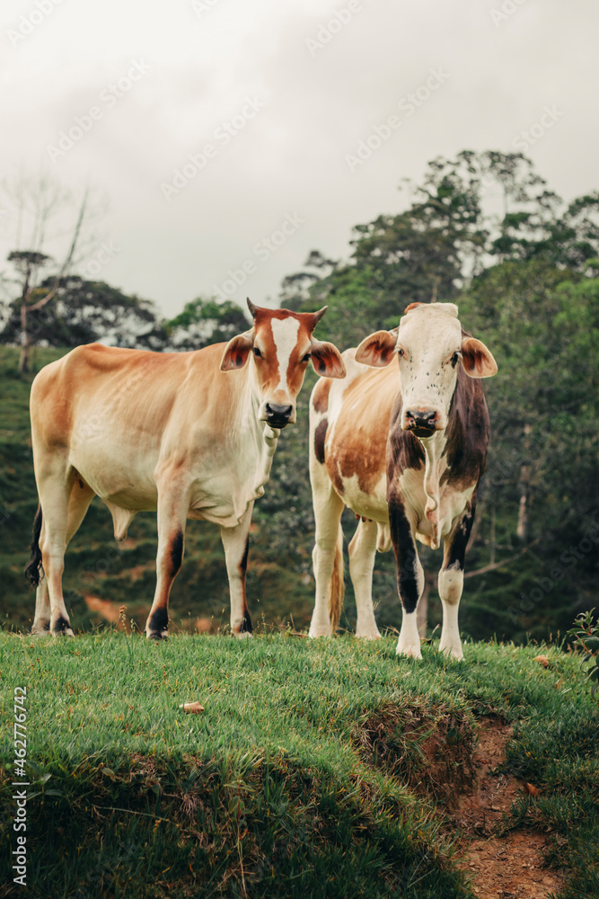 beautiful cows from colombia in front of the camera