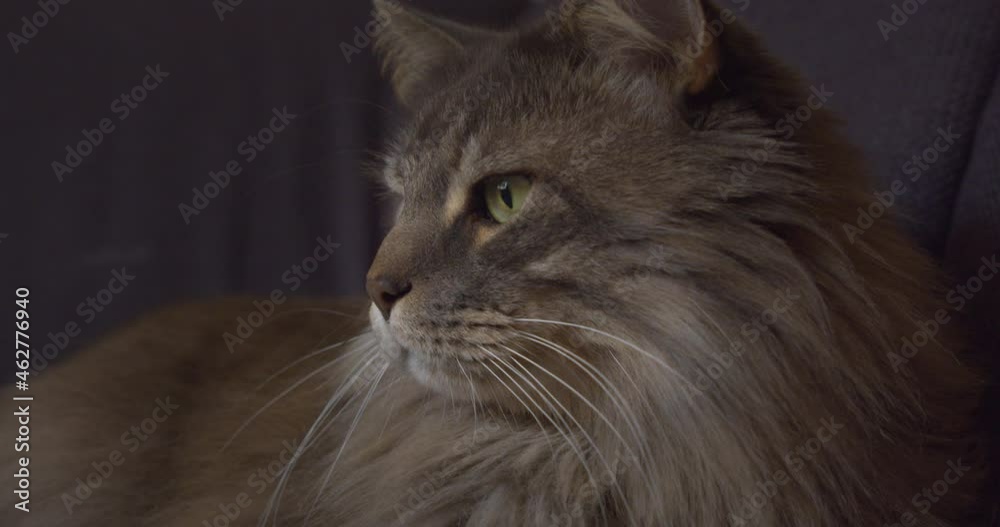 closeup main coon with green eyes, furry, beautiful long-haired cat closeup main coon with green eyes, furry, beautiful long-haired cat