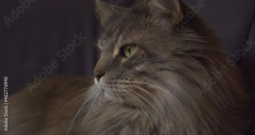 closeup main coon with green eyes, furry, beautiful long-haired cat photo