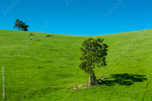 Meadow with trees near the Wilsons Promontory National Park, Victoria, Australia photo