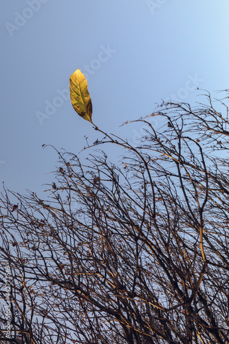 The last yellow leaf on the branch is a bare tree. The end of autumn.