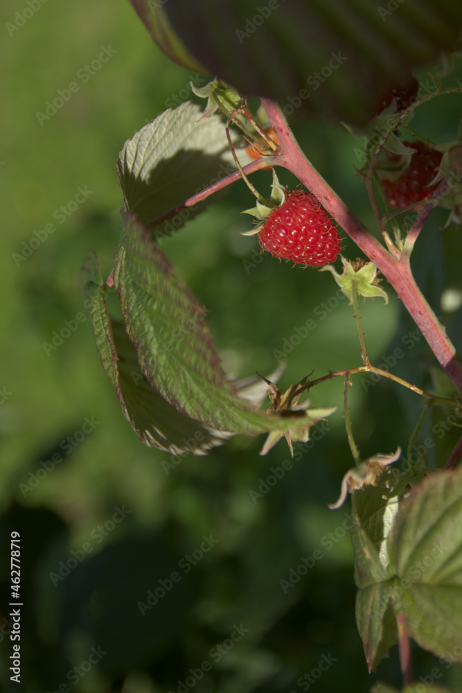 Ripe raspberries on the bush at the end of the season Ripe raspberries on the bush at the end of the season