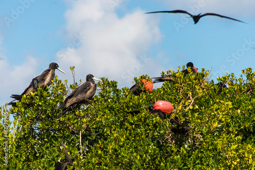 Low angle view of Frigates perching on treetop against sky at Barbuda, Caribbean