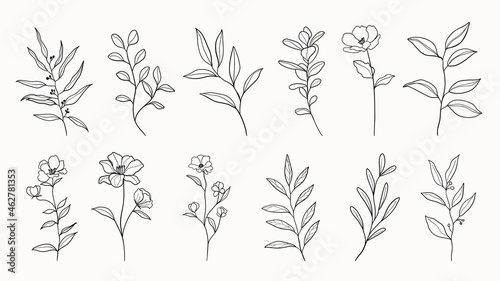 Botanical arts. Hand drawn continuous line drawing of abstract flower, floral, ginkgo, rose, tulip, bouquet of olives. Vector illustration.
