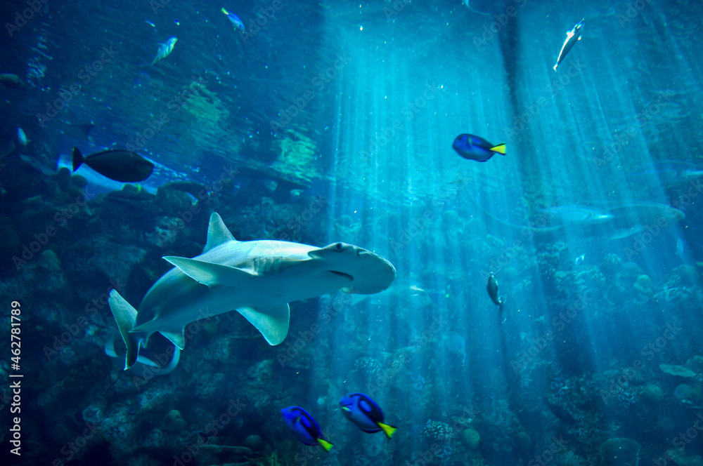 Fototapeta premium Hammerhead Shark in blue light rays