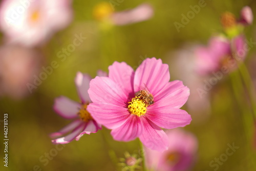 bee on flower 