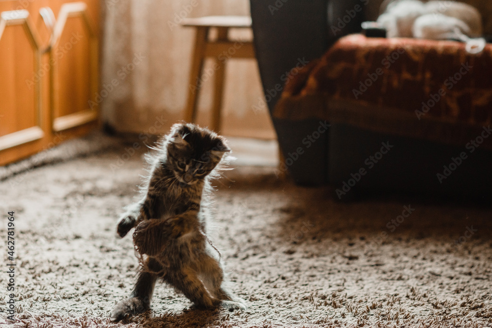 Little kitten playing with a ball of thread Little kitten playing with a ball of thread