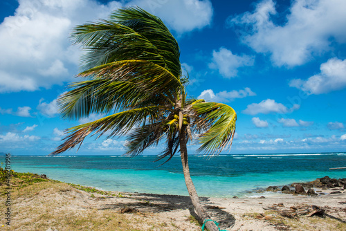 Palm tree at beach against blue sky, Saint Kitts And Nevis, Caribbean photo