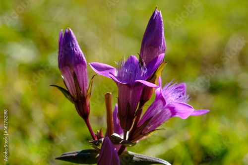 Germany, Close-up of German gentian (Gentianella germanica) blooming in spring photo