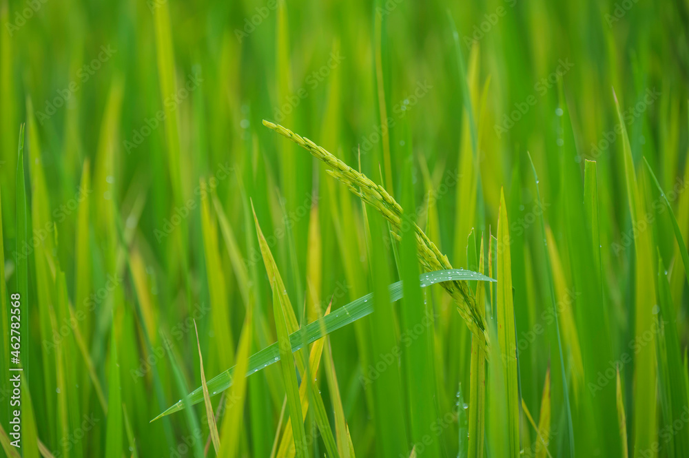 Close to rice plant on paddy field