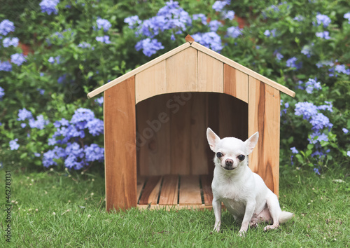 Quadro su tela white  short hair  Chihuahua dogs sitting in front of  wooden dog house, smiling and looking at camera