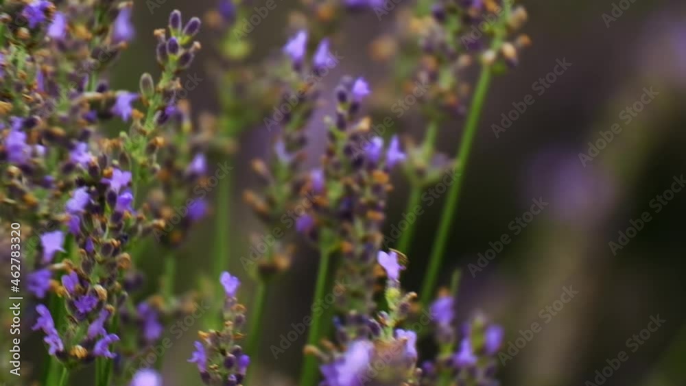 Close-up lockdown shot of lavender flowers on field during sunny day. 4K video. Close-up lockdown shot of lavender flowers on field during sunny day. 4K video.