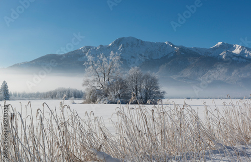 Germany, Upper Bavaria, Werdenfelser Land, winter landscape, trees and reed grass photo