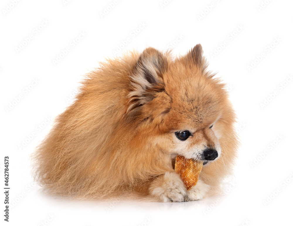 pomeranian in studio pomeranian in studio
