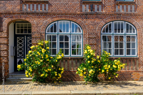 Germany, Schleswig-Holstein, Husum, Yellow roses blooming in front of brick house photo
