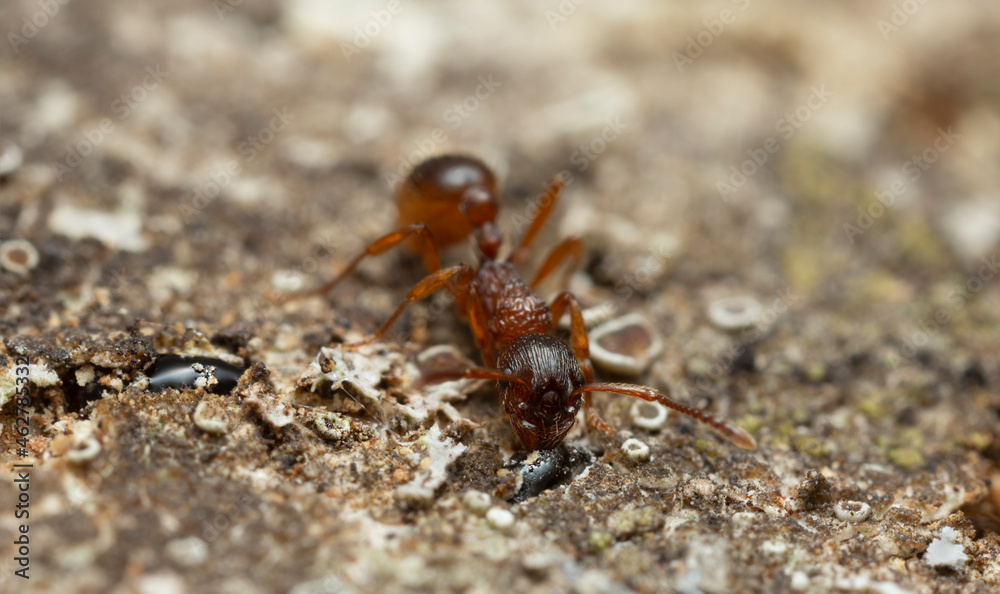 Myrmica ant feeding on sap on oak photographed with high magnification