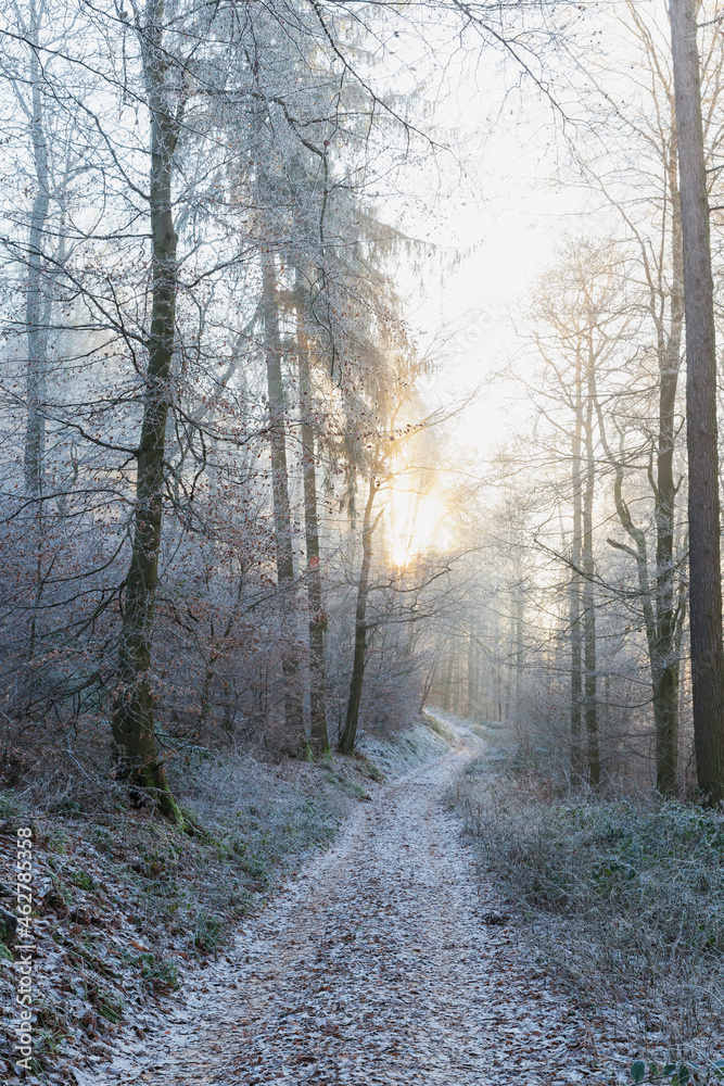 Germany, Rhineland-Palatinate, Winter sun illuminating empty trail in Palatinate Forest Germany, Rhineland-Palatinate, Winter sun illuminating empty trail in Palatinate Forest